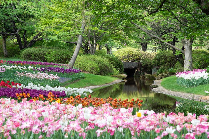 Innovative Yard Designs: A Gallery of Aesthetic Gardens